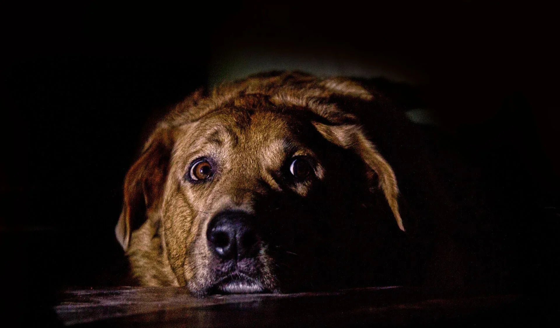 CBD gegen Stress und Unsicherheit bei Hunden